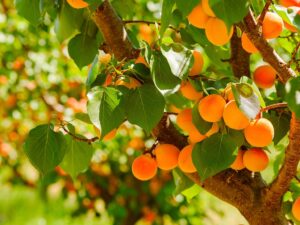Apricots growing on a farm