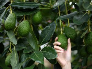 Hand picking avocado from tree