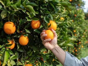 Hand picking oranges from an orchard